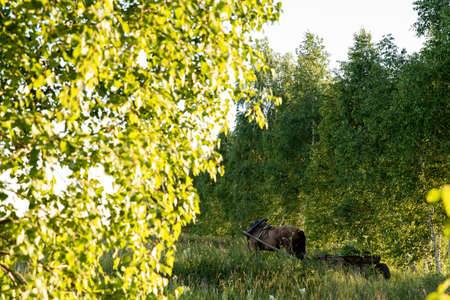 A horse harnessed to a wooden village cart stands next to the trees on a summer day. Rural scene.の写真素材