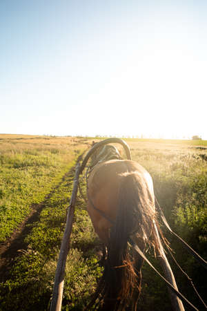 A horse harnessed to a wooden village cart rides through a field on a clear sunny day. View from the cart. Rural scene.の写真素材