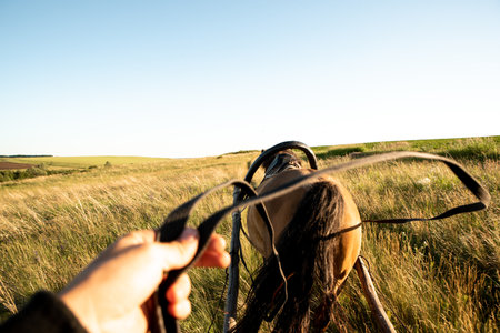 A horse harnessed to a wooden village cart rides through a field on a clear sunny day. View from the cart. Rural scene.の写真素材