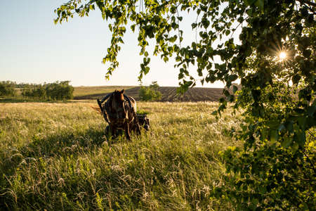 A horse harnessed to a wooden village cart stands next to the trees on a summer day. Rural scene.の写真素材