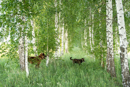 Two dogs walk in the birch forest on a summer day.