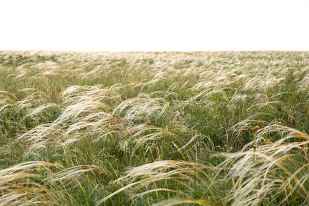 On a summer day, stipa in the steppe. A beautiful field. The grass twists in the wind. Poaceae.の写真素材