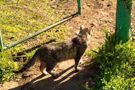 A gray cat with spots stands in the garden by the door on a clear sunny day. Top view. Summer.の写真素材