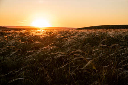 Summer sunset, stipa in the steppe. A beautiful field. The grass twists in the wind. Poaceae.