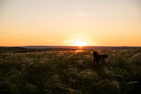 Summer sunset, pet in field. A beautiful field. The grass twists in the wind. Poaceae. Walking.の写真素材