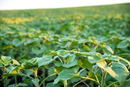Young green sunflower fiield. Sunset. Sunlight. Landscape. Agroculture.の写真素材