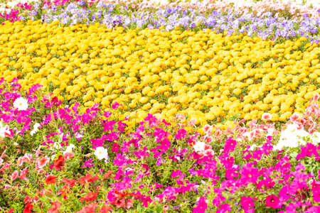 Yellow beautiful marigolds in the garden on a summer sunny clear day among other bright flowers in a row. Floristics.の写真素材