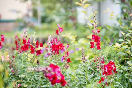 Red antirrhinum in the garden on a clear summer day. Rural garden.の写真素材