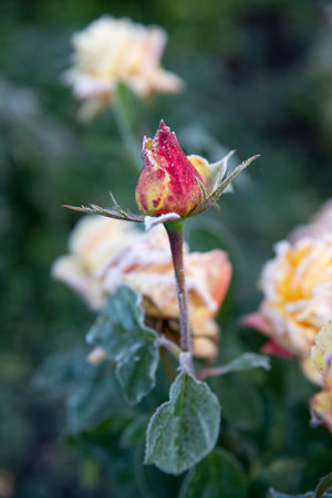 Yellow rose covered with frost after the first autumn frosts. Resistance of roses and plants to the tests of nature. Yellow rose on green nature background.の写真素材