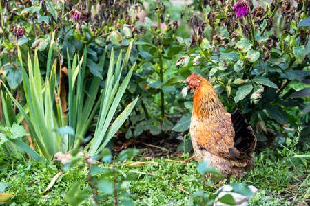 Mother hen with baby chicken on the grass. Livestock.の写真素材