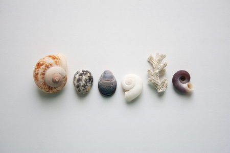 Seashells know all the answers