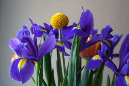 Spring flower bouquet detail with blue irisesの写真素材