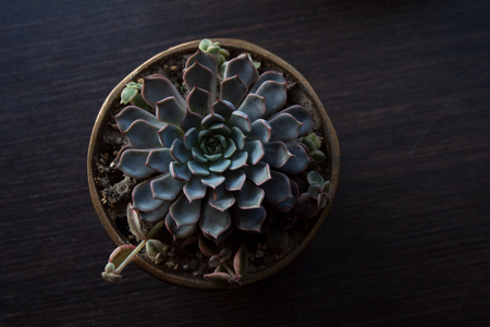 Echeveria succulent plant with turquoise colored rosette in ceramic pot isolated on dark wooden background from a high angle viewの写真素材