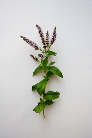 Mint herb branch with light purple flowers isolated on white background from a high angle view