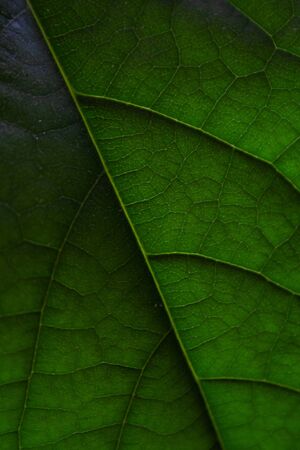 Avocado tree leaf close up abstract background