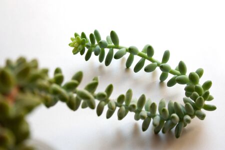 Sedum morganianum succulent plant with winding stem on white background close upの写真素材