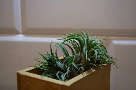 Tillandsia, also known as air plant, in beige wooden box in front of tiled wallの写真素材