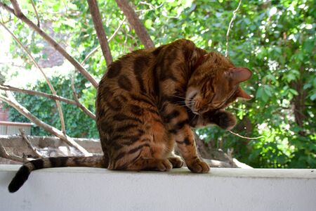 Striped brown Bengal cat licking itself in the backyard garden