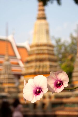 Blooming orchid flowers in front of Phra Chedi Rai building silhouette within Wat Pho temple complex in Bangkok, Thailandの写真素材