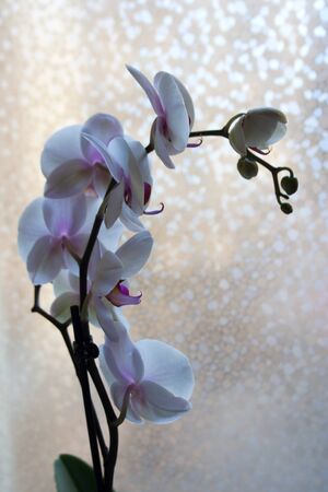 Phalaenopsis, also known as moth orchid, branch near windowの写真素材