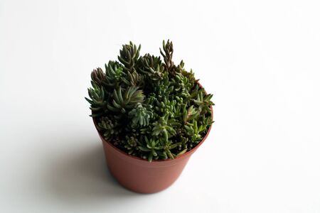 Green and blue sedum succulents isolated on white backgroundの写真素材