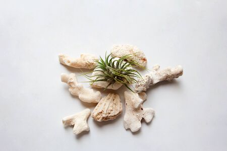 Tillandsia air plant on the Red sea white corals