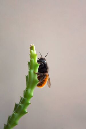 Spring bee climbing to the top of huernia succulent plant branch close up