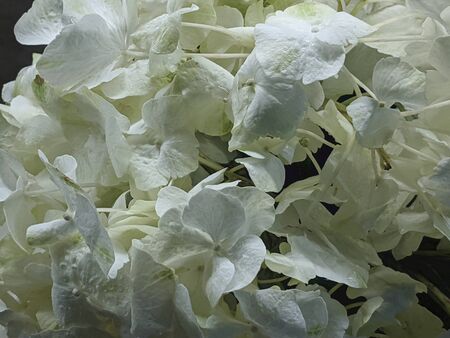 White hydrangea flowers blossom close upの写真素材