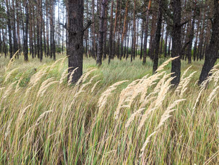 Forest lawn with grass spikes and coniferous tree stems on a summer dayの写真素材