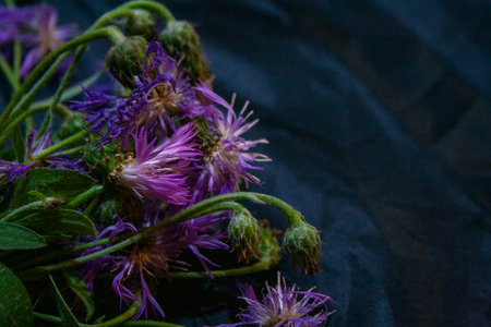 Purple aster flowers bouquet on dark textured background close up