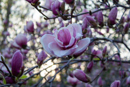 Magnolia tree in bloom with purple and white flowersの写真素材