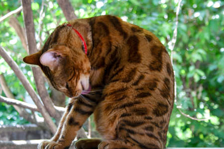 Brown Bengal cat licking itself in the backyard gardenの写真素材