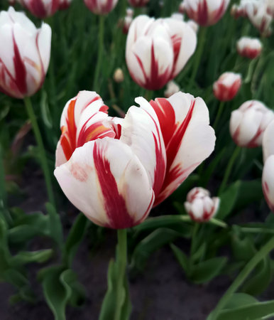Coral white tulip flower in bloom close-upの写真素材