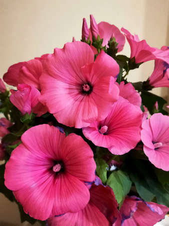 Pink malva flowers bouquet detail