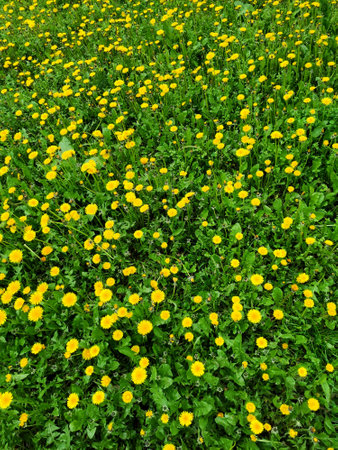 Green grass meadow with bright yellow dandelions on a spring dayの写真素材