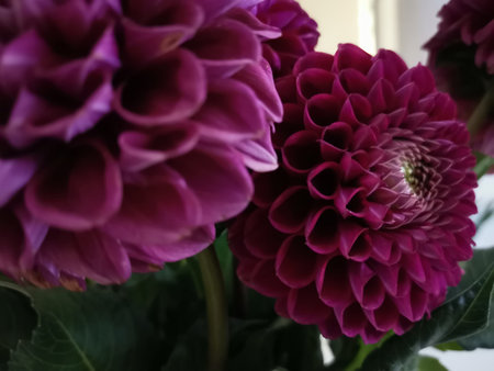 Purple dahlia flowers bouquet close-upの写真素材