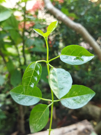three premna microphylla leaves in one segment