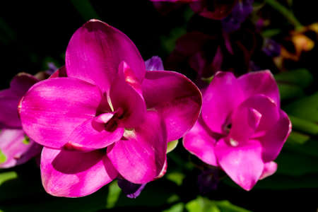 Siamese flowers,Kracheaw flower, taken at close range, behind a green leaf.Bangkok Thailandの写真素材