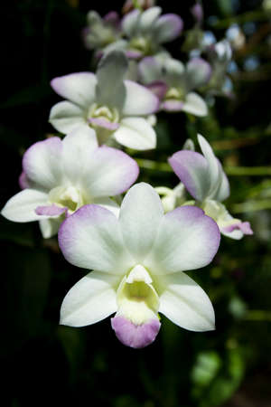 White orchids with purple edge in the garden Taken close-up , Bangkok Thailandの写真素材