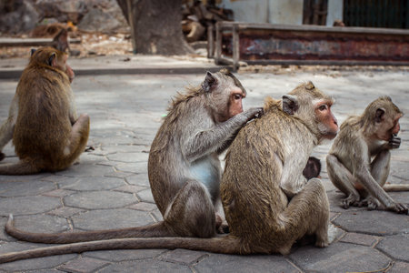 Two monkeys sit and clean each.Macaca fascicularis , Phetchaburi Thailandの写真素材