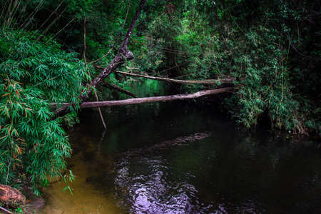 Timber over the water in the forest,Fallen timber bridge , Thailand