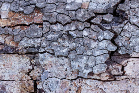 The texture of the bark,Cracking of tree bark,Bark of the tree