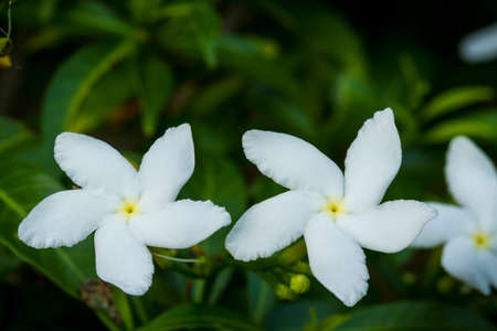 White jasmine on the leaf background