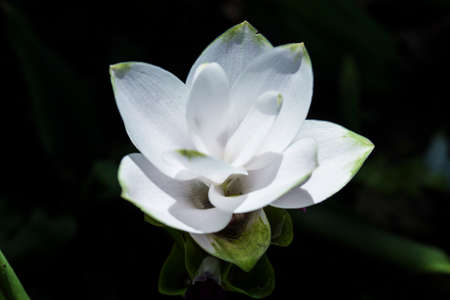 Siamese flowers,Kracheaw flower, taken at close range, behind a green leaf.Bangkok Thailandの写真素材