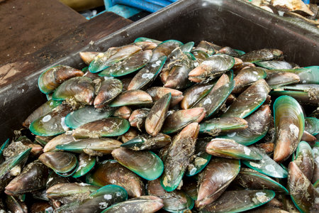 Fresh mussels in a brown plastic container.Fresh Thai Musselsの写真素材