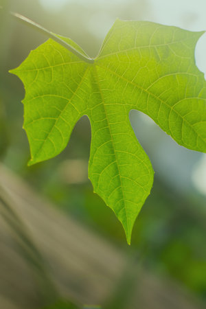 Blurred green leaves with sunlight.Photograph of leaves with sunlight behind