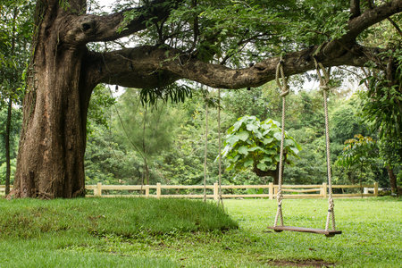 A large tree with a swing hanging from it.The large tree.の写真素材