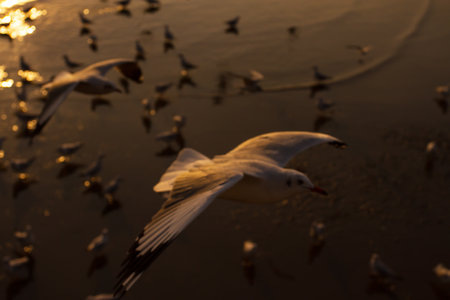 Silhouette of seagull at sunset.Blurred pictureの写真素材