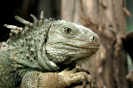 Iguana close upの写真素材