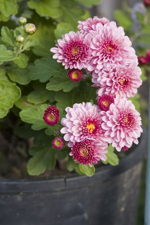 Pink chrysanthemums in a black potの写真素材
